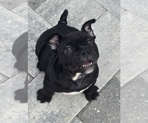 American Bully Puppy for sale in NORTH PORT, FL, USA
