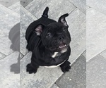 Small American Bully