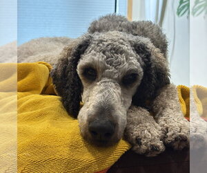 Poodle (Standard) Dogs for adoption in Fargo, ND, USA
