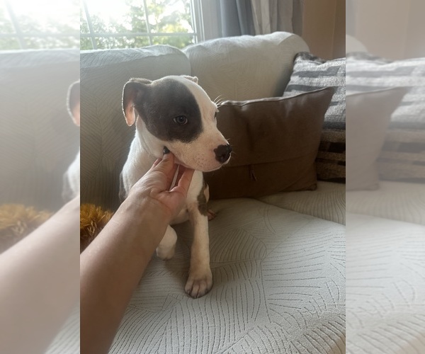 Medium Photo #15 American Pit Bull Terrier Puppy For Sale in BROCKTON, MA, USA