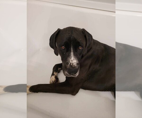 Medium Photo #1  Puppy For Sale in , 
