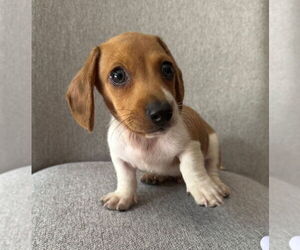 Dachshund Dogs for adoption in Weston, FL, USA