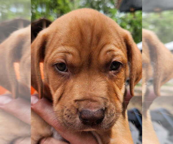 Medium Photo #1 Basset Hound-Unknown Mix Puppy For Sale in St. Augustine, FL, USA