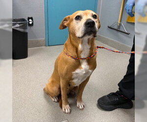 Mutt Dogs for adoption in Las Vegas, NV, USA