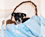Small #3 Chihuahua
