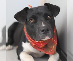 Medium American Staffordshire Terrier