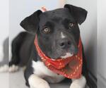 Small American Staffordshire Terrier