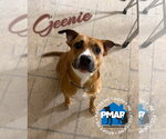 Geenie - Female Mutt Dog for Adoption - Small photo