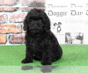 Cavapoo Puppy for sale in BEL AIR, MD, USA