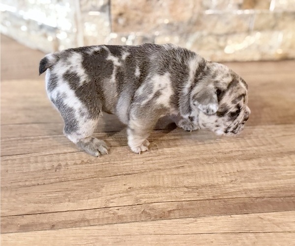 Medium Photo #16 French Bulldog Puppy For Sale in NORTH SACRAMENTO, CA, USA