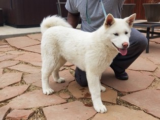 Akita Puppy for sale in DENVER, CO, USA