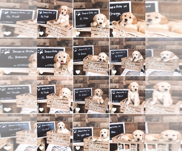 Medium Photo #1 English Cream Golden Retriever Puppy For Sale in VERONA, KY, USA