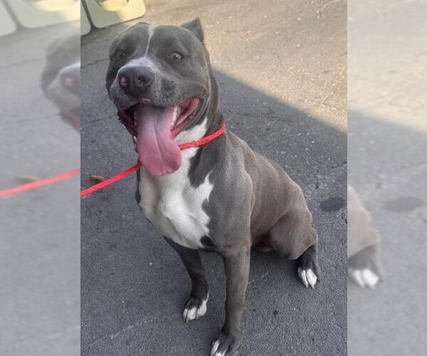 Medium Photo #1 American Pit Bull Terrier Puppy For Sale in Camarillo, CA, USA