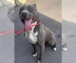 Small American Pit Bull Terrier