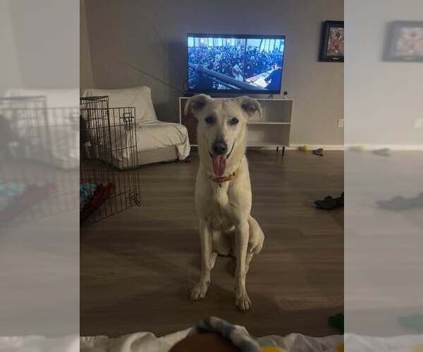 Medium Photo #4 Greyhound-Unknown Mix Puppy For Sale in Minneapolis, MN, USA