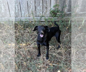 Barbie - Female Dachshund-Unknown Mix Dog for Adoption - Photo #2