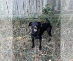 Small Photo #2 Dachshund-Unknown Mix Puppy For Sale in Jackson, MS, USA