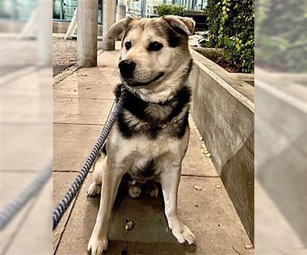 Medium Photo #1 Mutt Puppy For Sale in Dana Point, CA, USA