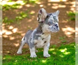 French Bulldog Puppy for sale in CORONA, CA, USA