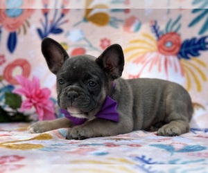 French Bulldog Puppy for sale in LANCASTER, PA, USA