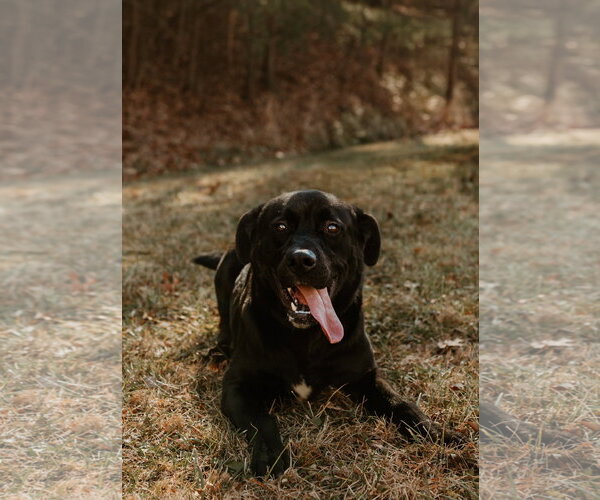 Medium Photo #2 Mutt Puppy For Sale in Low Moor, VA, USA