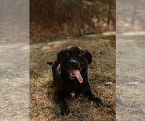 Malachi - Male Mutt Dog for Adoption - Photo #2