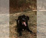Small #1 Mutt