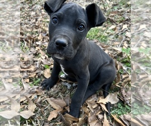 Great Dane Puppy for sale in CLOVER, SC, USA