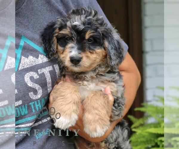 Medium Photo #5 Bernedoodle (Miniature) Puppy For Sale in NARVON, PA, USA