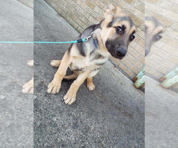 Medium Photo #1 German Shepherd Dog Puppy For Sale in PATERSON, NJ, USA