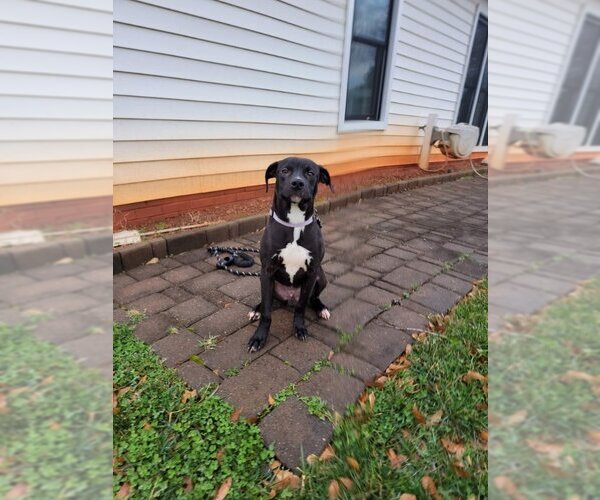 Medium Photo #4 Beagle-Unknown Mix Puppy For Sale in Greensboro, NC, USA