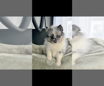 Small #1 Pomsky