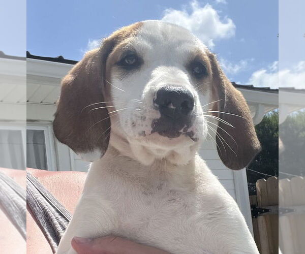 Medium Photo #3 Jack-A-Bee Puppy For Sale in Aurora, IN, USA