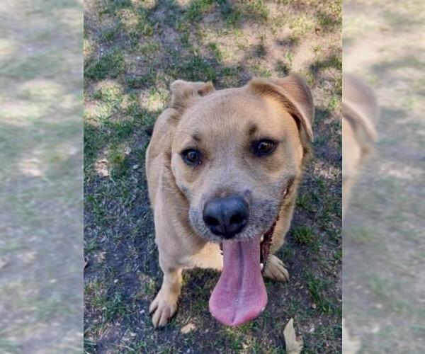 Medium Photo #2 Labrador Retriever Puppy For Sale in Riverside, CA, USA