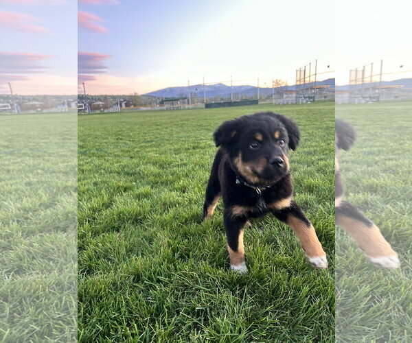 Medium Photo #2 Mutt Puppy For Sale in Polson, MT, USA