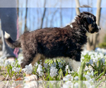 Small Photo #11 Australian Shepherd Puppy For Sale in AKRON, OH, USA