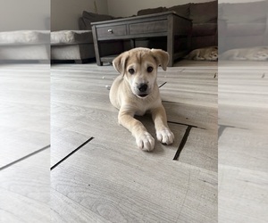 American Pit Bull Terrier-Siberian Husky Mix Puppy for sale in MANCHESTER, NH, USA