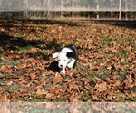 Small Photo #5 Old English Sheepdog Puppy For Sale in MARIONVILLE, MO, USA