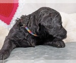Small Photo #12 Whoodle Puppy For Sale in PEORIA, IL, USA