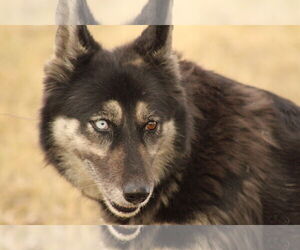 Siberian Husky Mix Dog for Adoption in El Centro, California USA