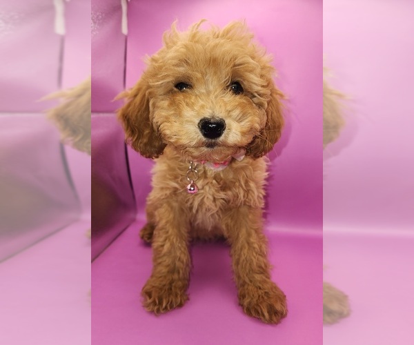 Medium Photo #2 Poodle (Miniature) Puppy For Sale in BLUE MOUND, TX, USA