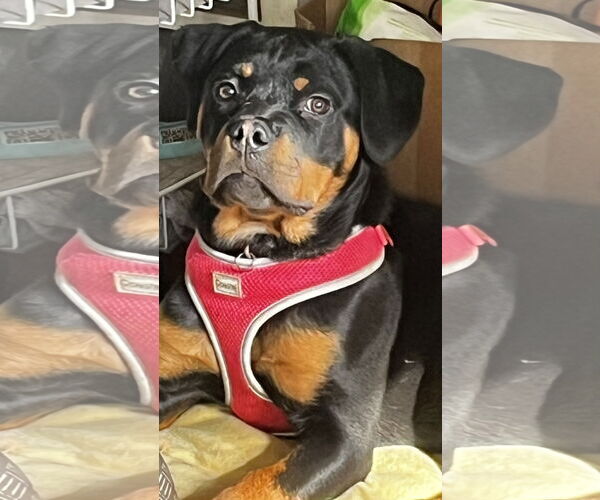 Medium Photo #2 Rottweiler Puppy For Sale in Mooresville, NC, USA