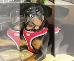 Small #1 Rottweiler