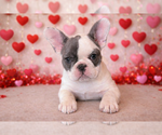 Small #7 French Bulldog