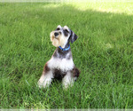 Small Photo #5 Schnauzer (Miniature) Puppy For Sale in SYRACUSE, IN, USA