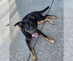 Small German Shepherd Dog Mix