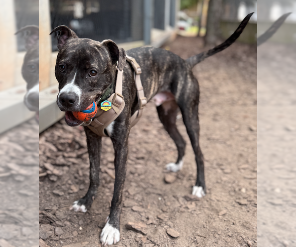 Medium Photo #3 American Staffordshire Terrier-Unknown Mix Puppy For Sale in Decatur, GA, USA