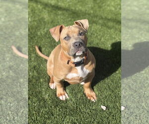 American Pit Bull Terrier Dogs for adoption in Berkeley, CA, USA