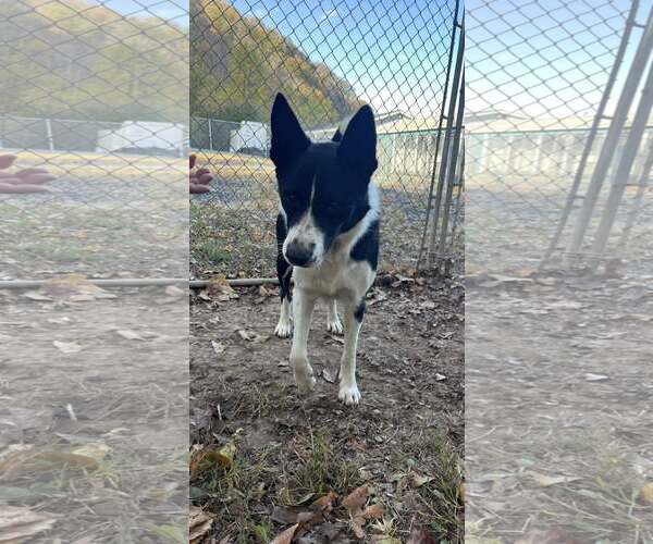 Medium Photo #1 Border Collie-Unknown Mix Puppy For Sale in Hinton, WV, USA