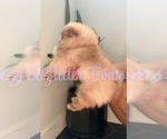 Small #3 Pomeranian